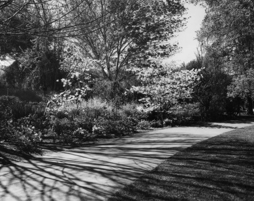 Lacy Park foot path