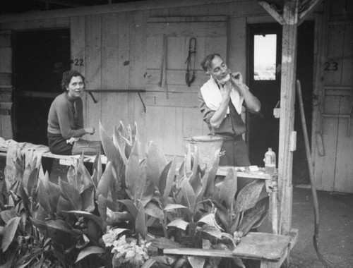 Man shaving in front of stables at the Los Angeles County Fair