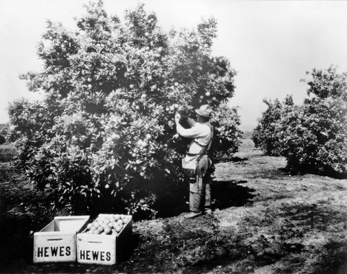 Harvesting Valencia oranges