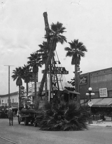 Cutting down Glendale palms