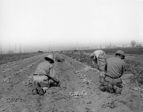 Harvesting potatoes