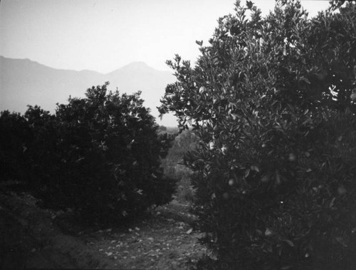 Orange grove with mountains