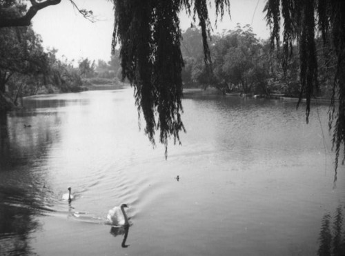 Toluca Lake swans