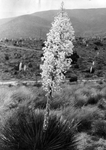 Desert 'candles