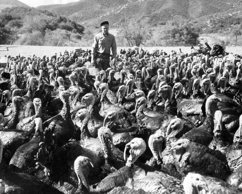 Turkeys by thousands grow on ranch for Valley dinners