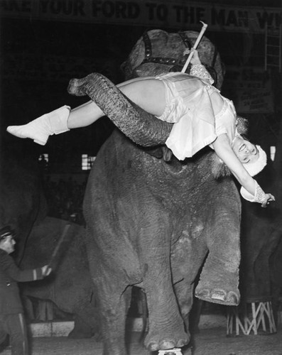 Circus elephant and trainer