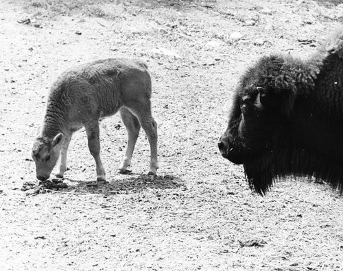 William S. Hart Park calves