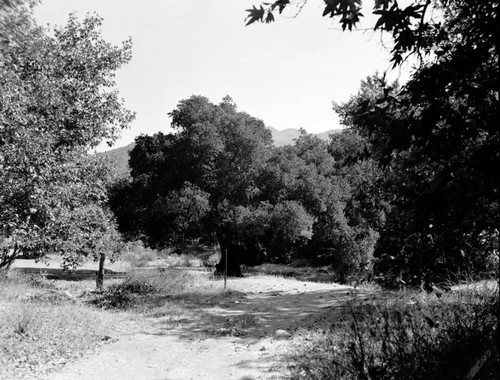 Oak in Placerita Canyon