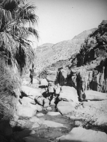 Palm Canyon area creek