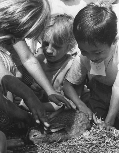 Bunny petting near Griffith Park