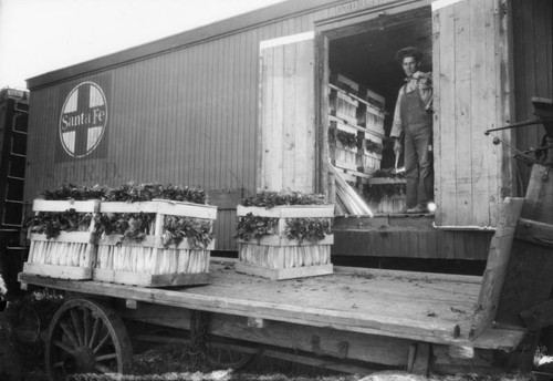 Loading crates of celery