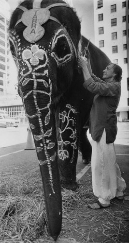 Elephant being painted