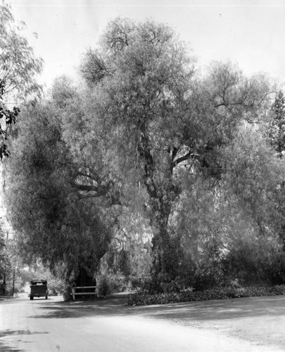 Trees play roles in Valley history