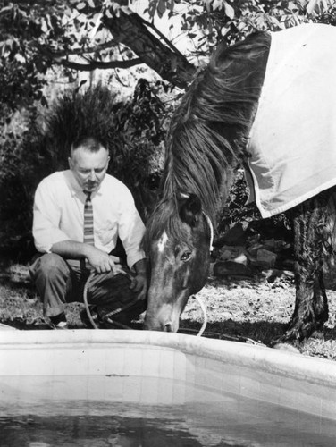 Horse tries out swimming pool