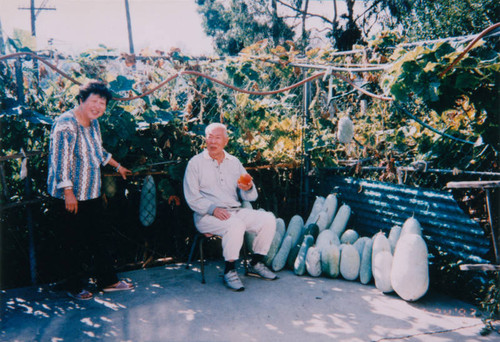 Melons from backyard, Highland Park