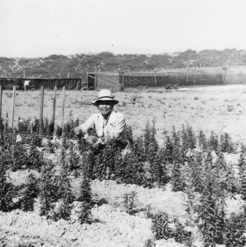 Los Feliz flower farm