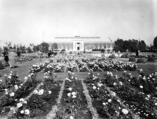 Rose garden at Exposition Park