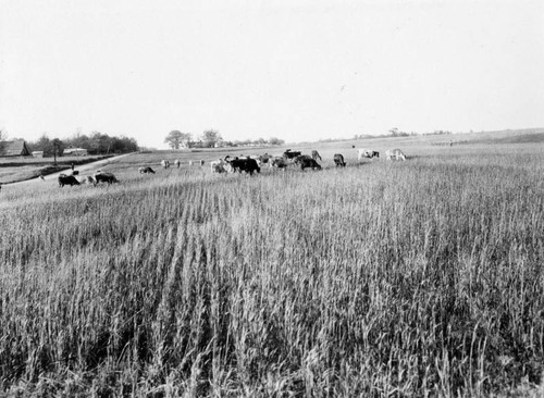 Grazing dairy herd