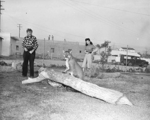 Couple and mountain lion