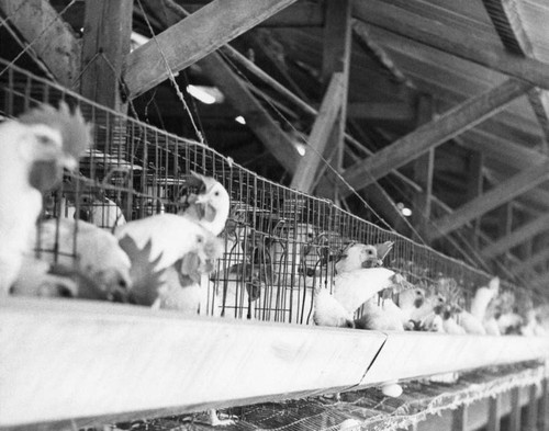 Chicken coop interior