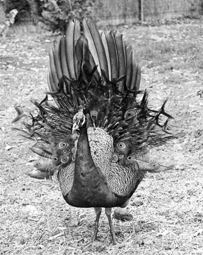 Peacock preens feathers