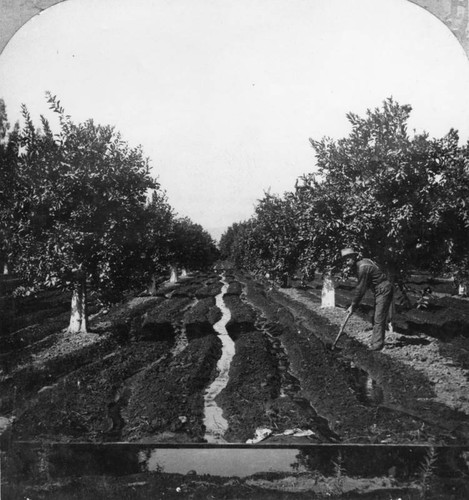 Irrigating an orange grove