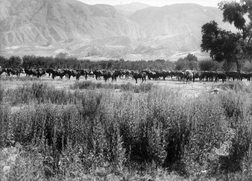 Cattle grazing