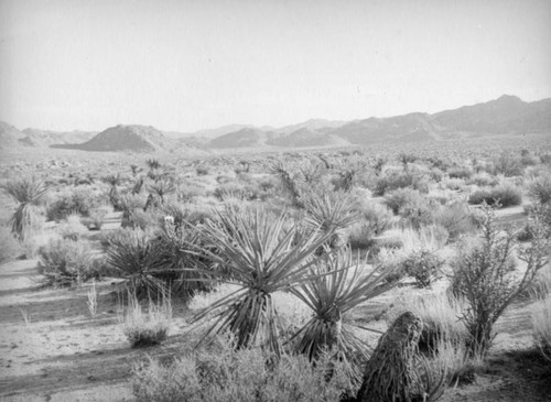 Southern California desert