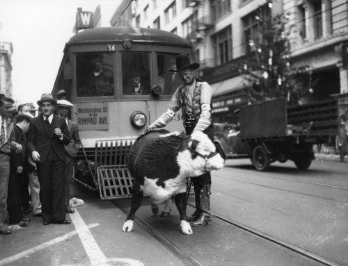 White-faced steer on Broadway