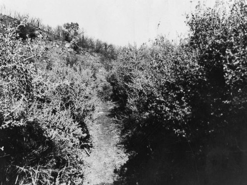 Santa Monica Mountains fire damage