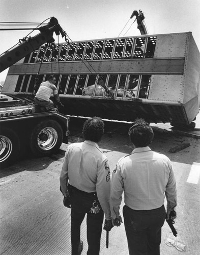 Overturned cattle trailer on the Long Beach Freeway