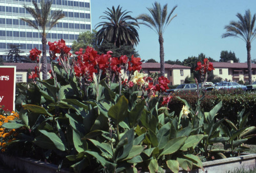 Ambassador Hotel bungalows