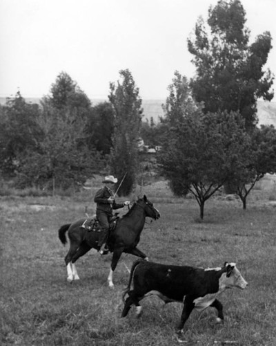 Rex Allen wrangling, view 2