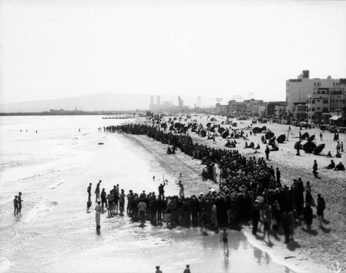 Whippet racing on Venice Beach