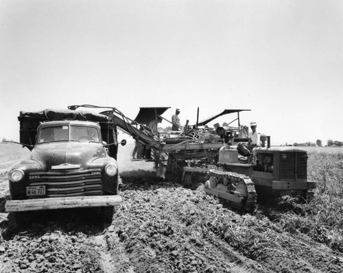 Loading potatoes in a field