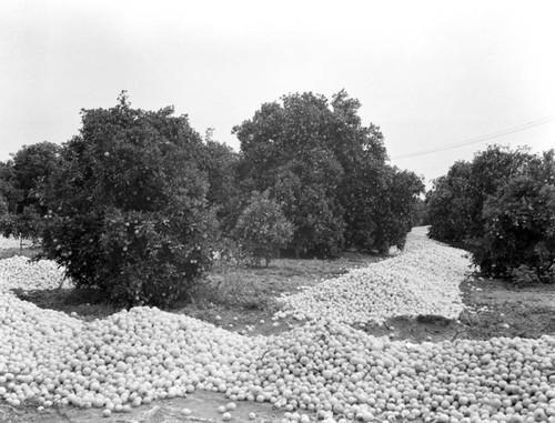 Oranges dumped in grove