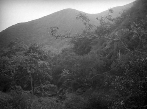 Hillside brush in Topanga Canyon