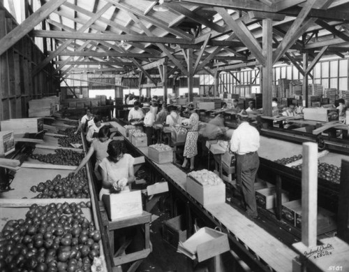 Processing pears