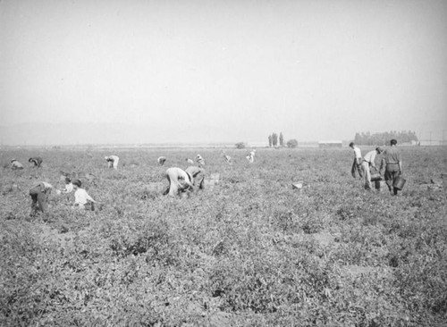 Harvesting tomatoes