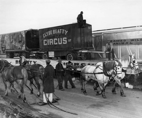 Unloading circus horses