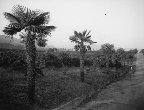 Glendora lemon grove