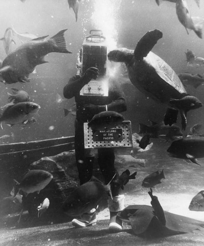 Diver at Marineland