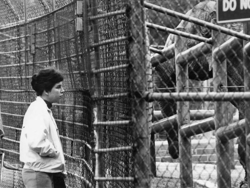 Woman viewing elephant at zoo