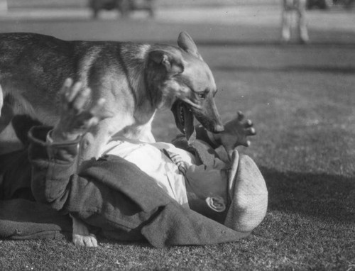 Police dog demonstration