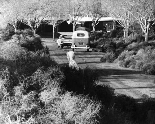 Tumbleweeds bury homes, block roads