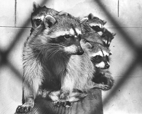 Raccoons at West Los Angeles animal shelter