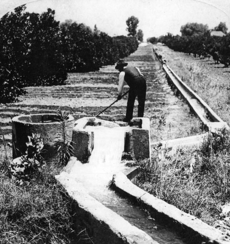 Irrigating oranges