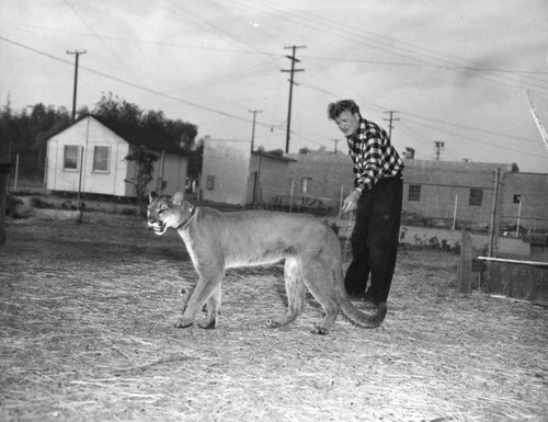 Man and mountain lion