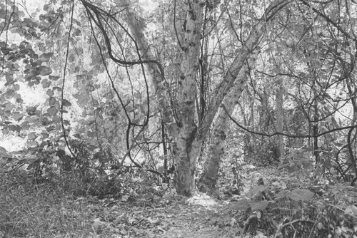 Trees and underbrush in Franklin Canyon Park