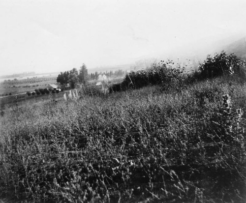 View of Hollywood agriculture